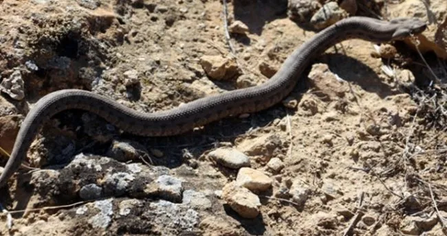 ordu da boynuzlu engerek yilani