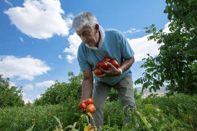 Sandıkta bulduğu asırlık Ayaş Domatesi tohumuyla dünyaya açıldı