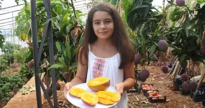 Antalya’da tanesi 35 liradan satılan mango üreticisinin yüzünü güldürdü