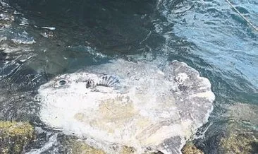 Foça’da ay balığı ölüsü bulundu