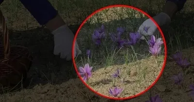 Dünyanın en pahalı bitkisi! 10 metrekarelik alanda deneme amaçlı ekmişti...