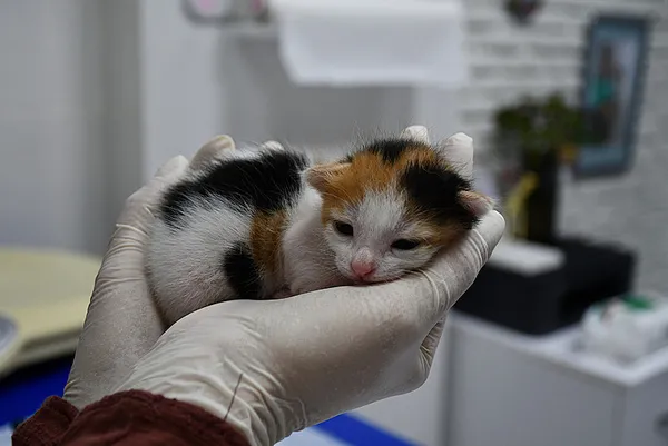 olumle-burun-buruna-gelen-kedi-ameliyat-odasindan-3-bebekle-cikti-1772263144888.jpeg