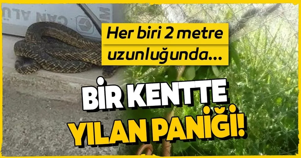 bursa da yilan panigi itfaiye uyardi