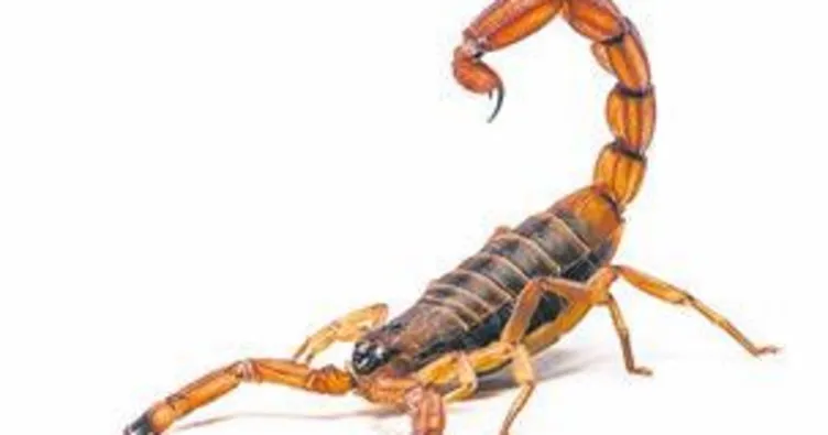Oyuncak zannetti akrep çıktı