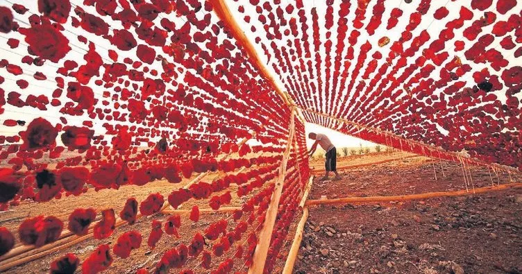 Gaziantep kurutmalığı dünyanın tercihi oldu