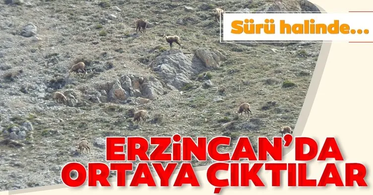 Son dakika haberi: Sürü halinde görüntülendiler! Erzincan’da ortaya çıktılar, görenler şaştı kaldı...