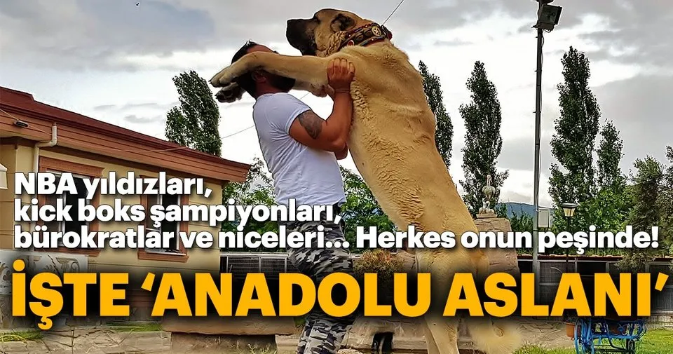 Anadolu Aslani Na Yabanci Ilgisi Son Dakika Haberler