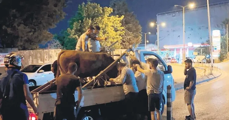 Firari kurbanlıklar zor anlar yaşattı