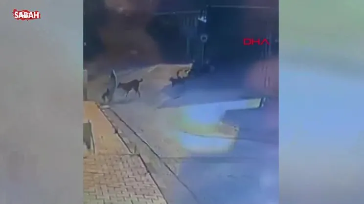 Sarıyer'de sokak köpeklerinin saldırısı kamerada; kadın ve köpeği zor anlar yaşadı | Video