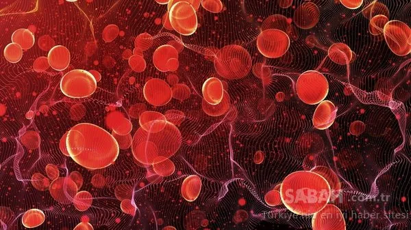 B12 vitamin eksikliği olanlar dikkat! İşte B12 deposu gıda...