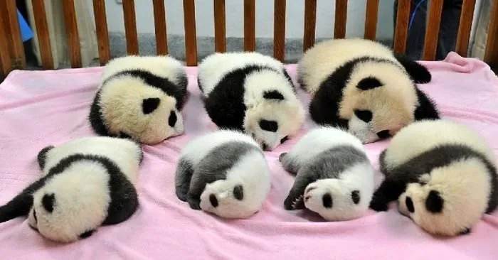 Pandaların birbirinden sevimli halleri