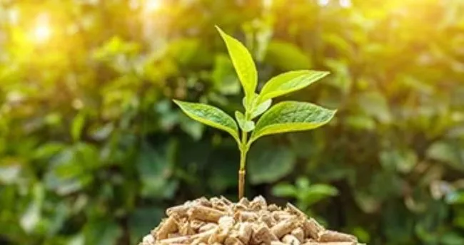 Biyokütle Nedir? Biyokütle Enerjisi Yenilenebilir Mi, Nasıl Elde Edilir?