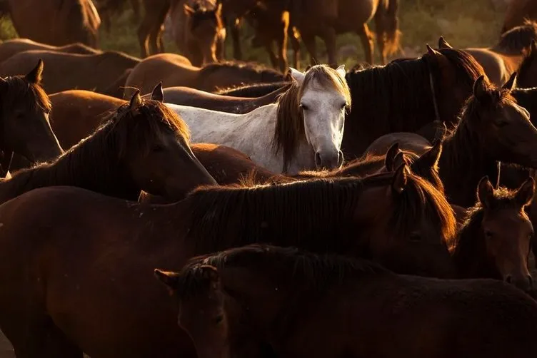 Bir yabancının gözünden güzel atlar diyarı: Kapadokya