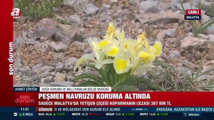 Sadece Malatya'da yetişen çiçek: "Peşmen Navruzu"