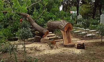 Edirnekapı şehitliğinde asırlık ağaç kesildi! İBB ekipleri vatandaşın tepkisiyle karşılaştı