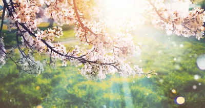 CEMRE DÜŞME TARİHLERİ 2026: İlk cemre ne zaman düşecek? Baharın müjdecisi geliyor!