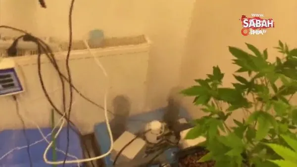 Sarıyer’de sera eve operasyon: 5 milyon liralık marihuana ele geçirildi | Video