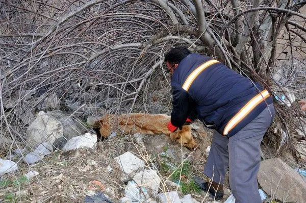 Hamile köpek dövülerek öldürüldü