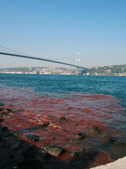 İstanbul Boğazı yine kan gölüne döndü