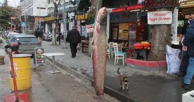 Yeşilırmak’tan 2 metrelik balık çıktı: Kedi bile şaşırdı