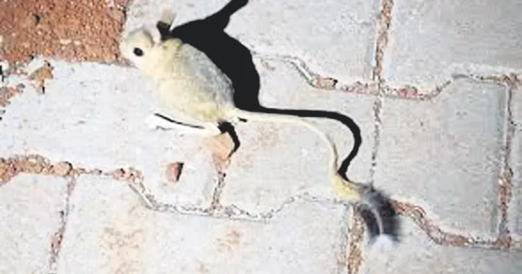 ’Kanguru faresı’ Ankara’da görüntülendi