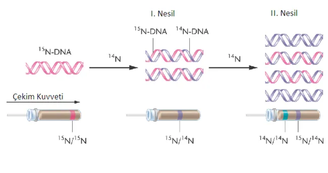 Dna nedir? dna sentezi nasıl oluşur?