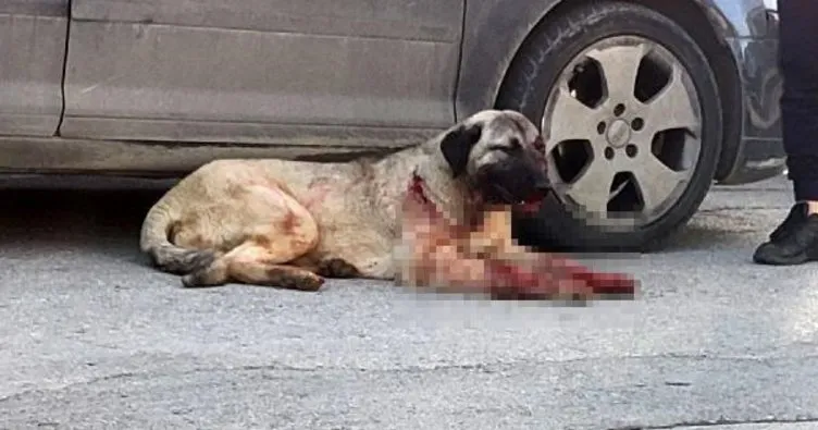 Trabzon’da korkunç olay: Tüfekle köpeği vurdu
