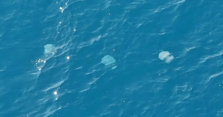 Antalya körfezinde ilginç görüntü! Dev denizanalarının geçişleri dron ile görüntülendi