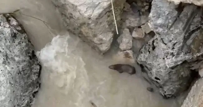 Tunceli’deki Tağar Çayında su samurları görüntülendi