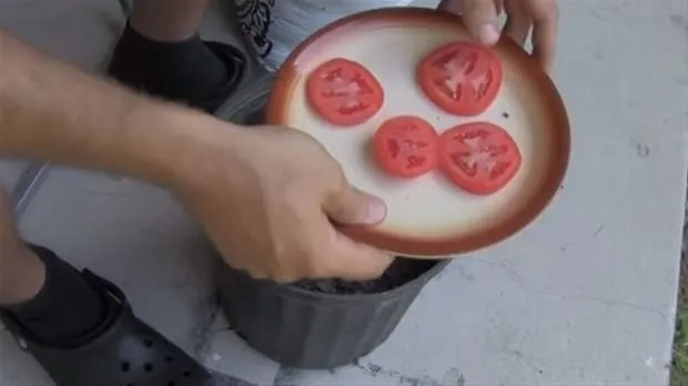 İlginç domates deneyi!