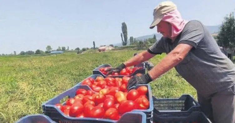 Domates ihracatçısına kur desteği