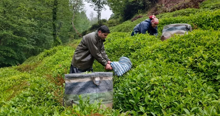 Yaş çay alım fiyatı 35 TL olarak açıklandı: Üreticiler fiyattan memnun