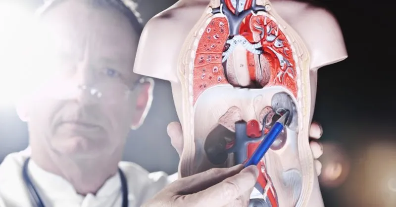 Dalak Buyumesinin Nedenler Dalak Buyumesi Nasil Tedavi Edilir Saglik Haberleri