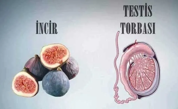 Hangi meyve hangi organa iyi geliyor?