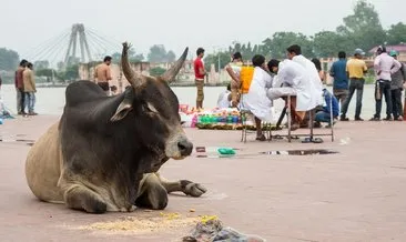 Hindistan’da inek bakanlığı açılıyor