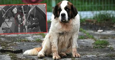 Yaralı köpek otobüse binip hayvan hastanesinden kaçtı!