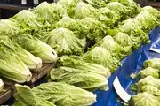 Acı Marul Kaç Kalori? Acı Marul Kaç Kalori?