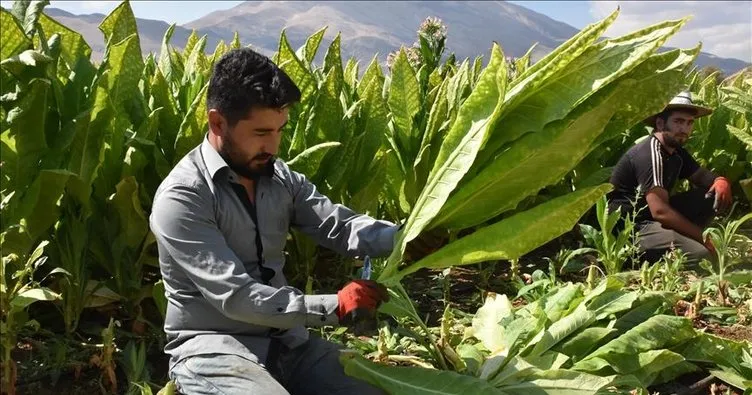 Kılıçdaroğlu yine baltayı taşa vurdu, tütün üreticileri kooperatiflere koştu