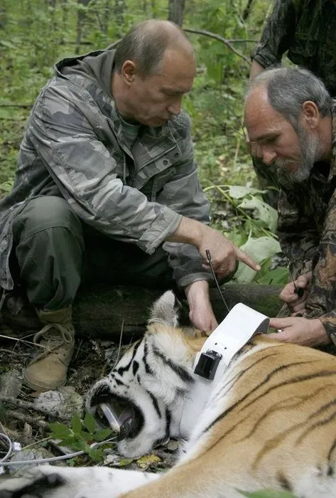 Putin yavru kaplan yakaladı