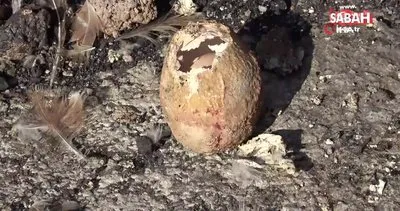 Adana’da bir vatandaşın bahçesinde bulduğu 4 katmanlı yumurtanın içinden çıkan yumurta görenleri şaşırttı | Video