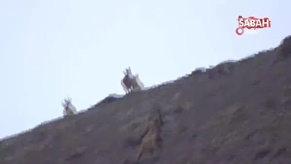 Vaşak’ın dağ keçisi sürüsüne saldırı anı kamerada
