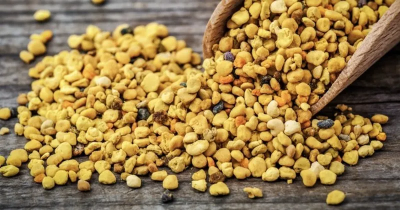 propolis nasil kullanilir propolis her gun kullanilir mi faydalari ve zararlari nelerdir egitim haberleri