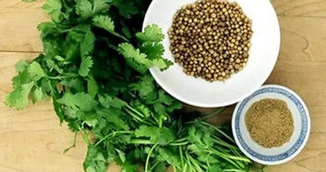 Kişnişin faydaları nelerdir? Kişniş ne işe yarar?