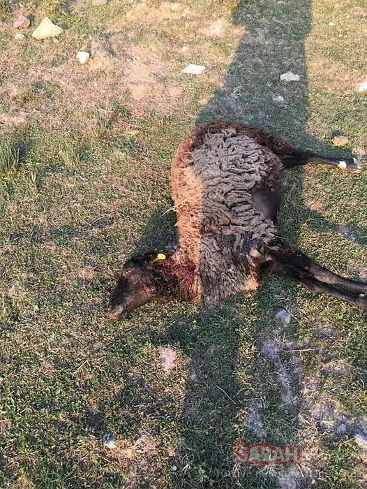 Başıboş köpeklerin saldırdığı 7 koyun öldü