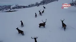 Türkiye’nin ilk fauna alanında kış güzelliği. Tabiat parkındaki yaban hayvanları böyle görüntülendi