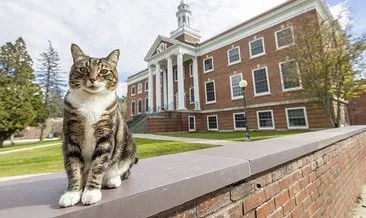ABD’de bir kediye üniversite onursal diploma verdi