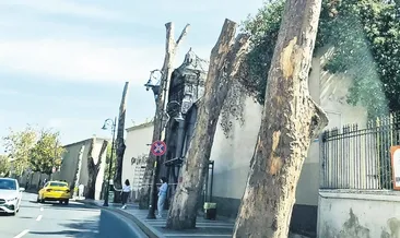 Bu nasıl ağaç budamak