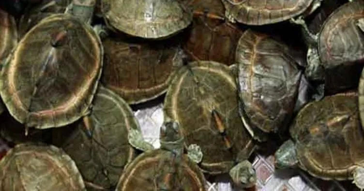 Malezya’ya kaçak getirilen 330 egzotik kaplumbağa bulundu