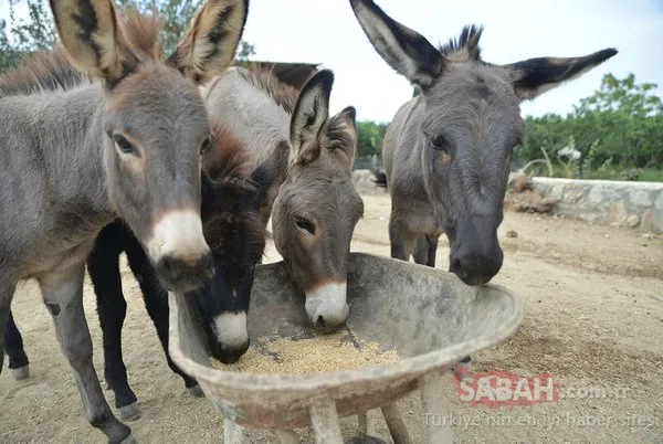 İnternetten satın aldıkları eşeklerle çiftlik kurdular