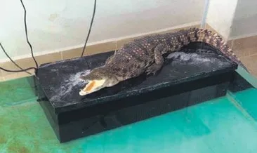 İnternetten timsah satışına operasyon